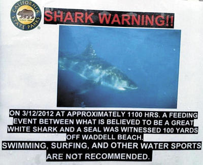 california-shark-attack-warning