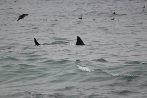 Wicked Shark Sighting at Waddell Creek Santa Cruz Spartan Traveler