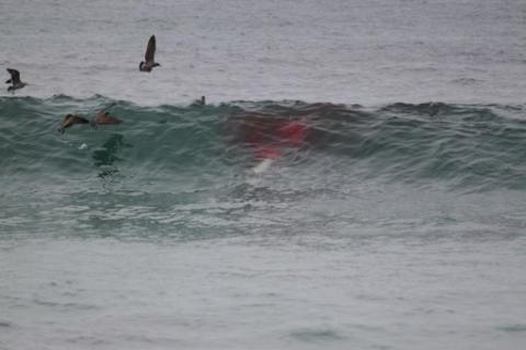 Waddell Shark Feeding