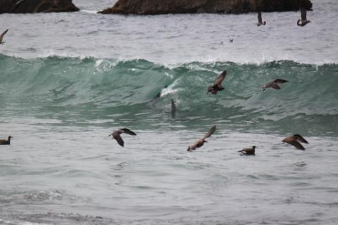 Shark in a Wave at Waddell Creek